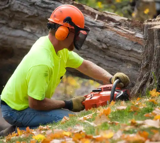 tree services Sunfish Lake